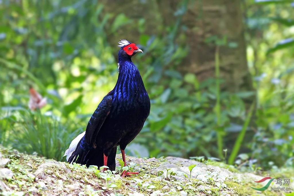 (黑长尾雉)台湾特有鸟种(一)——雾中帝雉,优美蓝鹇!