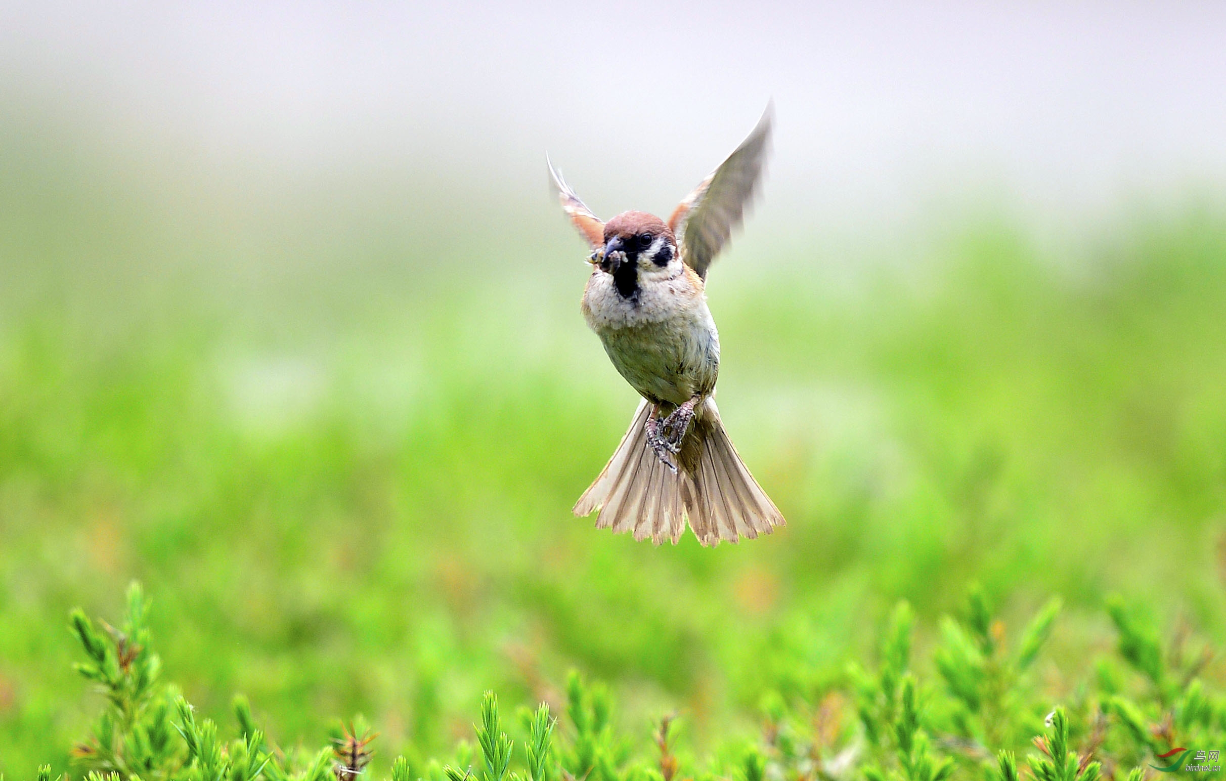 飞版麻雀祝孩子们六月快乐