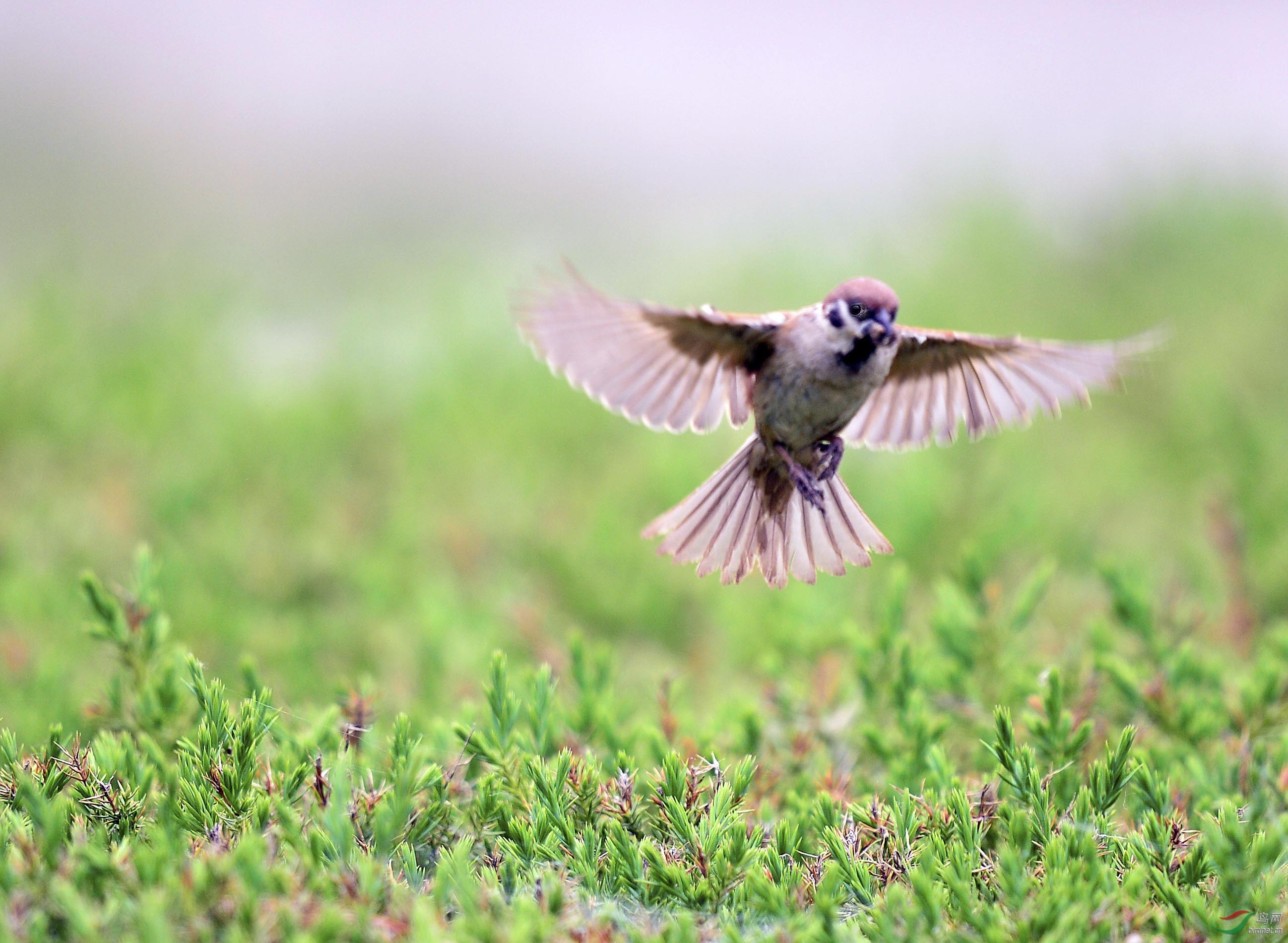 飞版麻雀---祝孩子们六月快乐!
