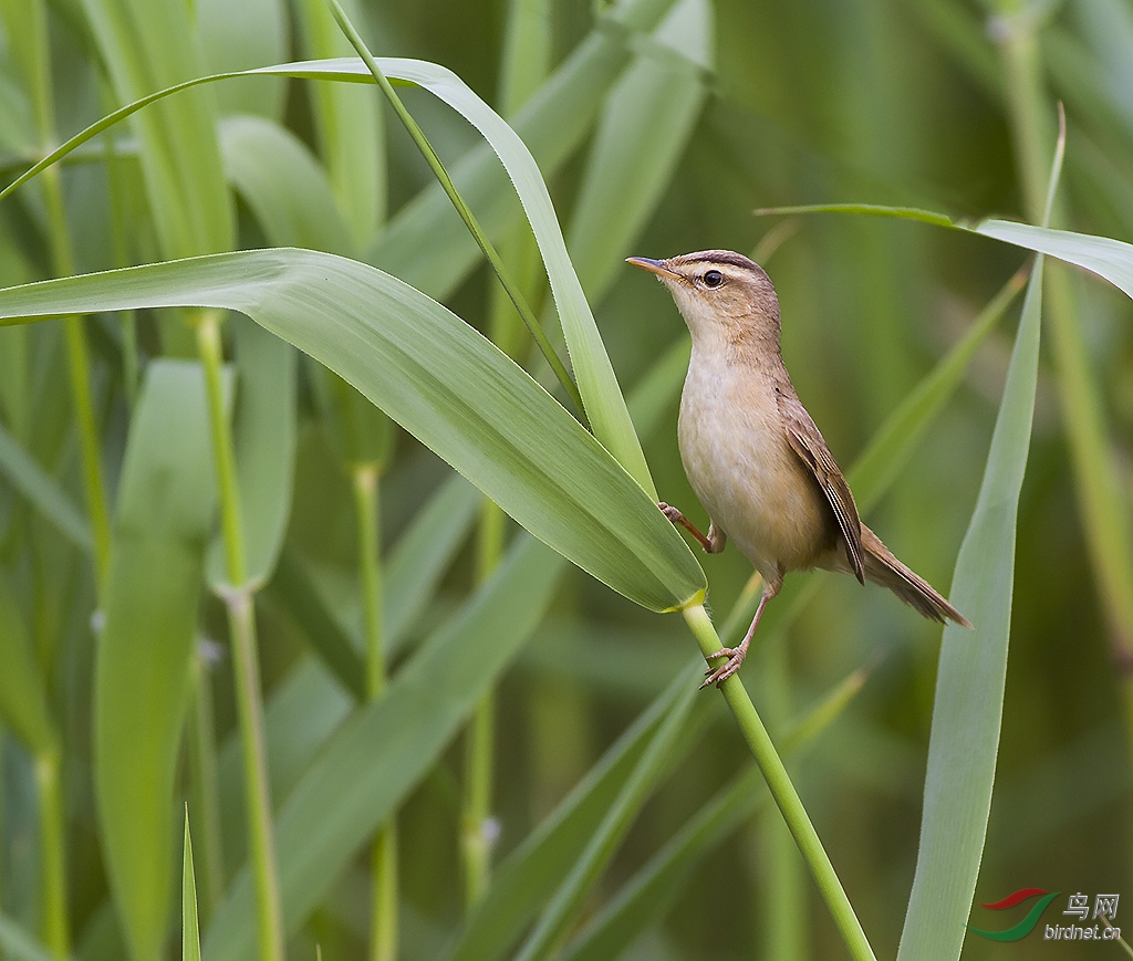 黑眉苇莺7.jpg