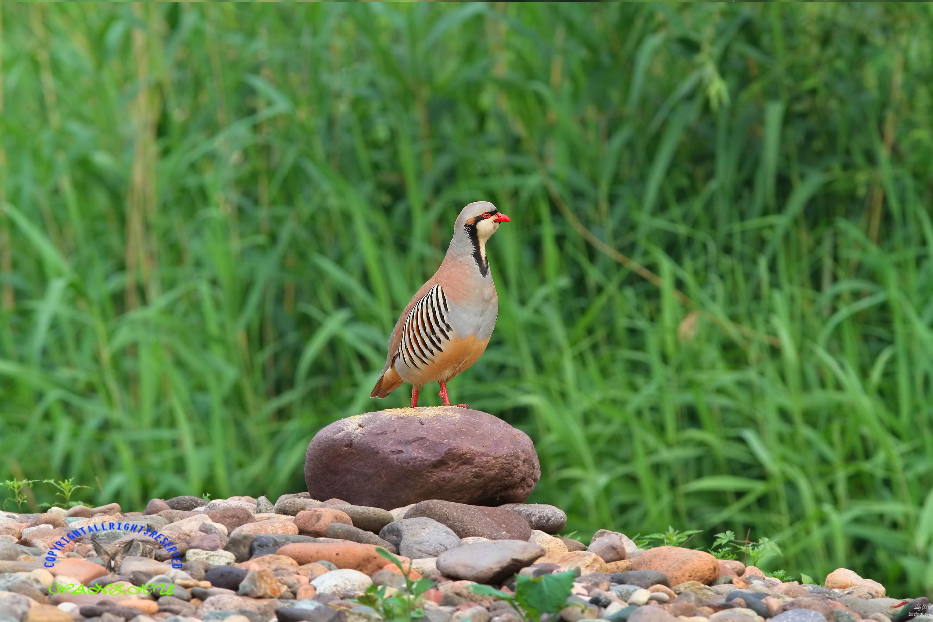近距离拍石鸡很过瘾