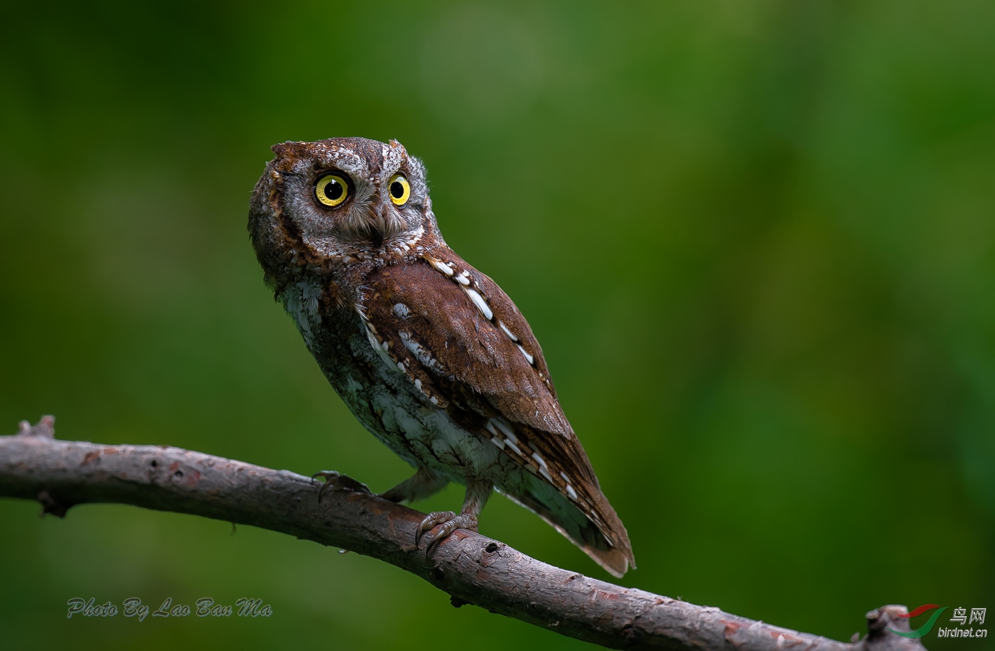 红角鸮东方角鸮