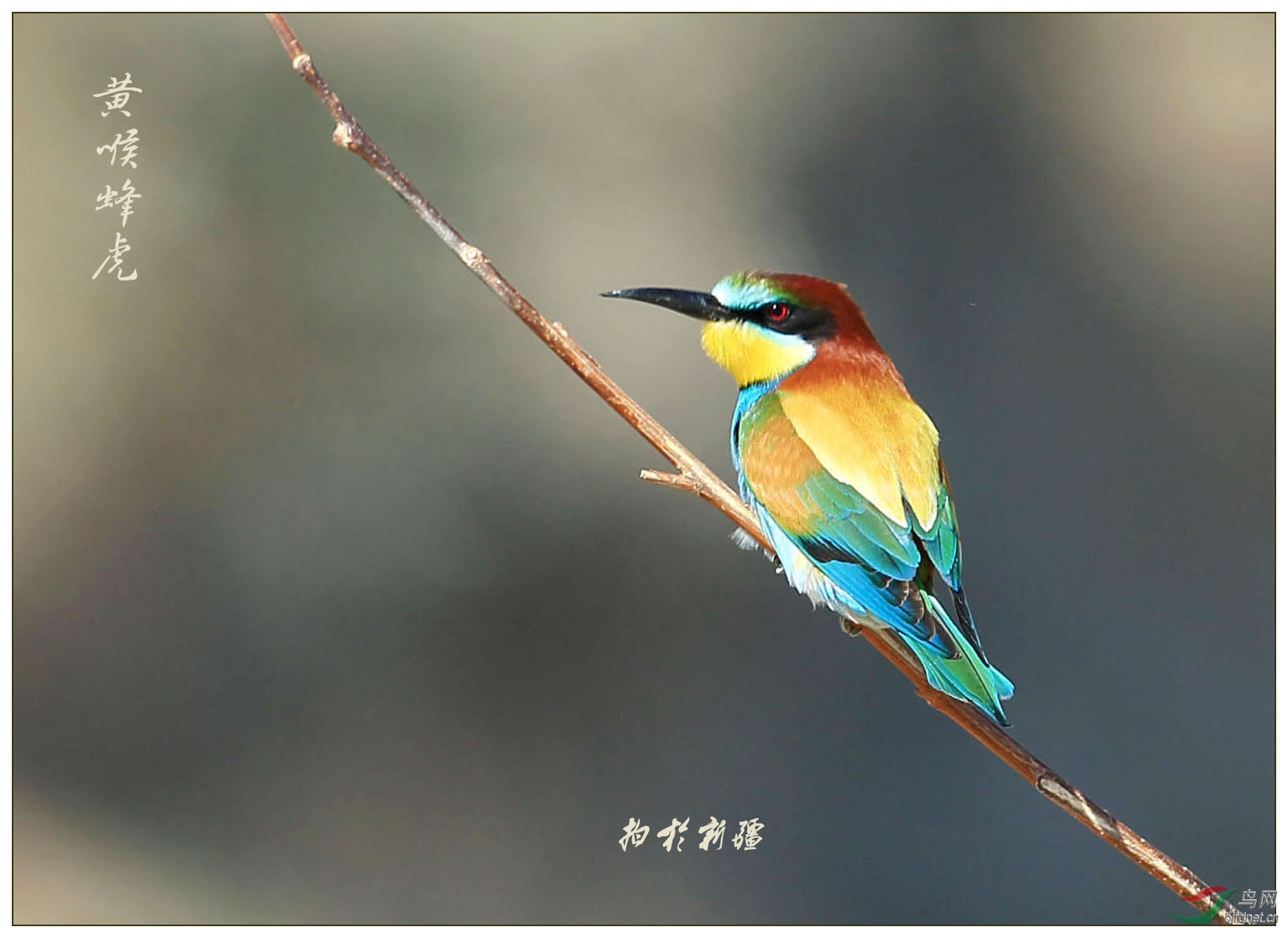 新疆拍鸟黄喉蜂虎