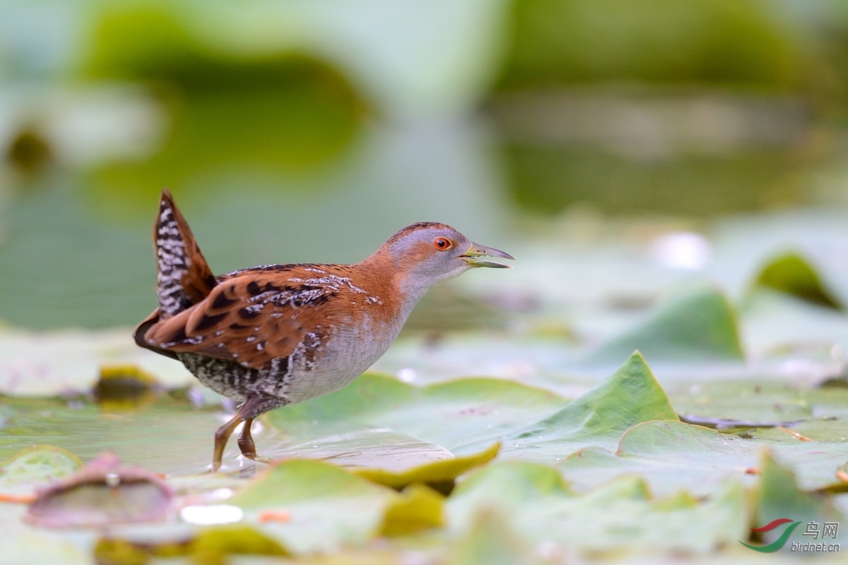 翘尾巴的小田鸡