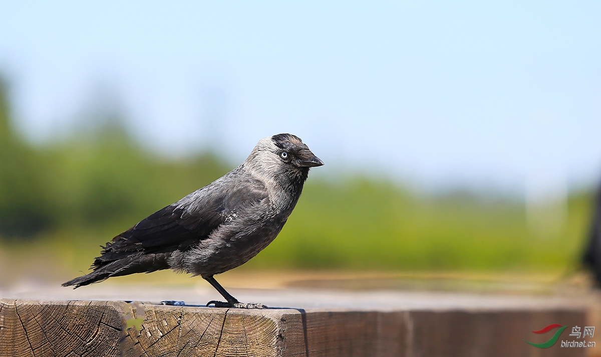 纪录渡鸦----当地最聪明的鸟之一