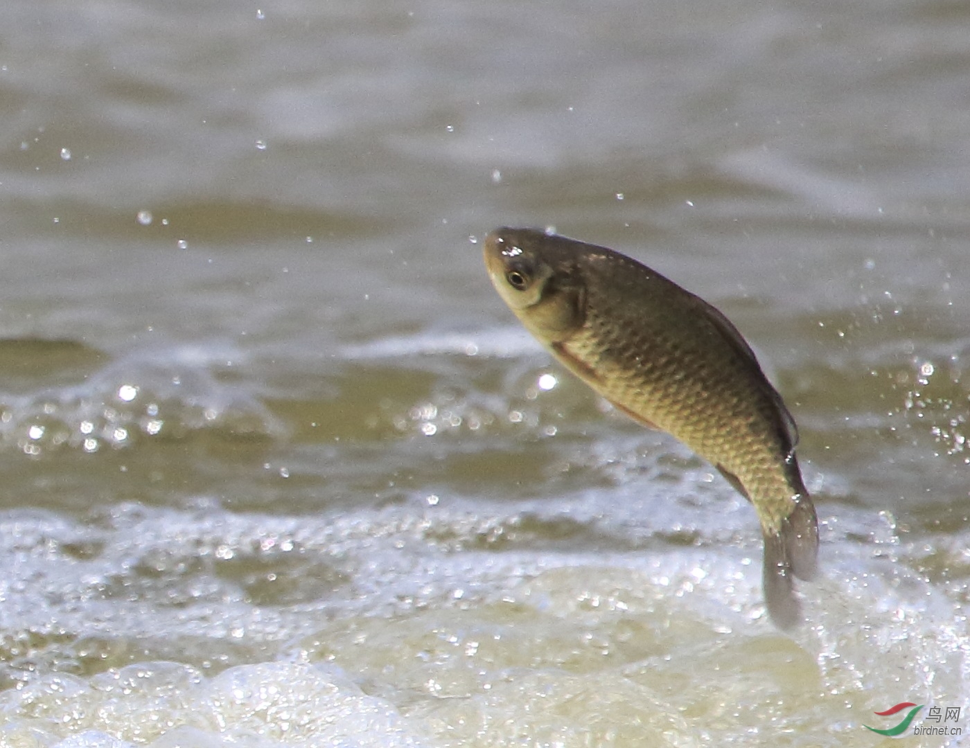 跳水的鲫鱼.