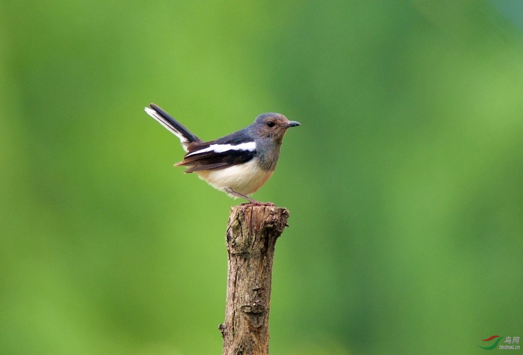 木桩上的小鸟 -- 鹊鸲亚成鸟 (2014)