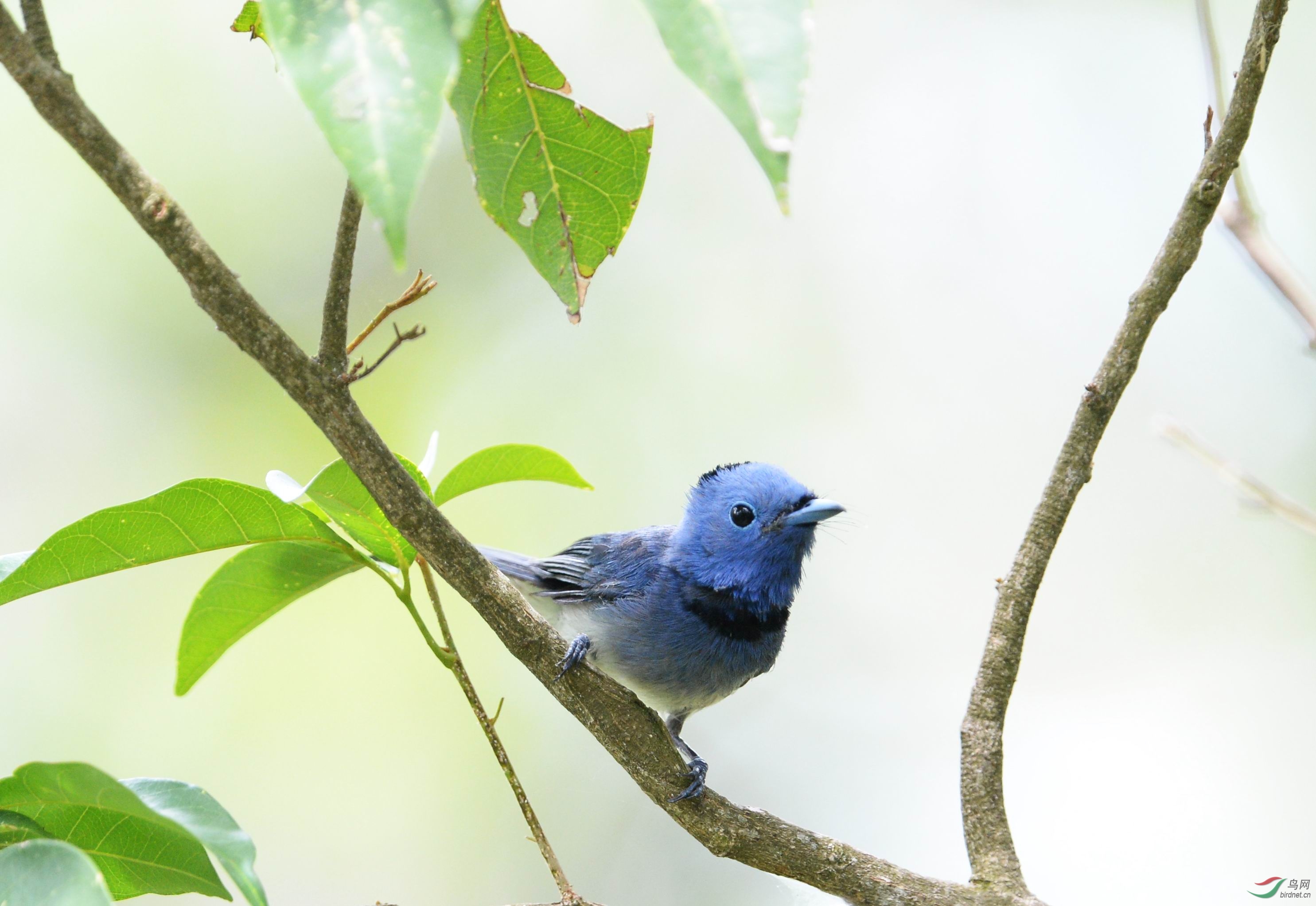 黑枕王鹟(雄)枝头舞