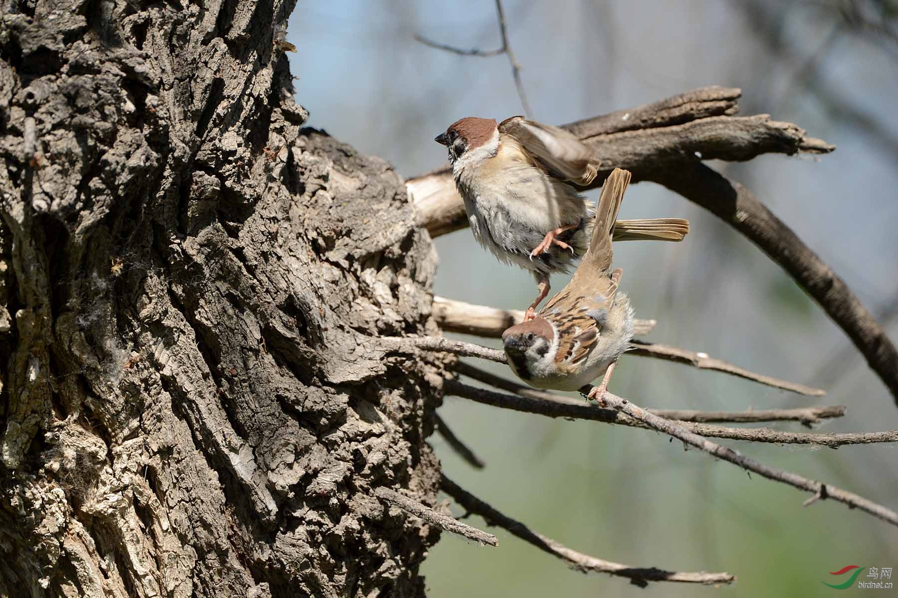 麻雀做爱图 - 林鸟版 forest birds 鸟网
