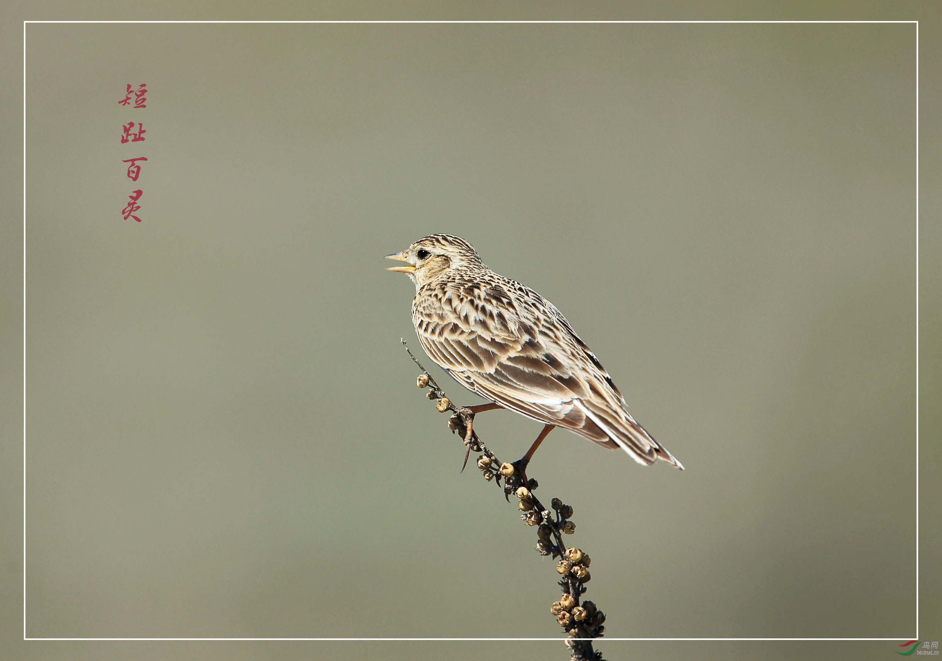 短趾百灵—祝父亲节快乐!