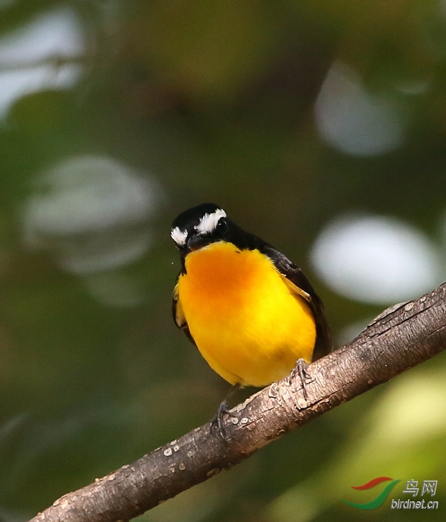 千呼万唤蛋黄鸟