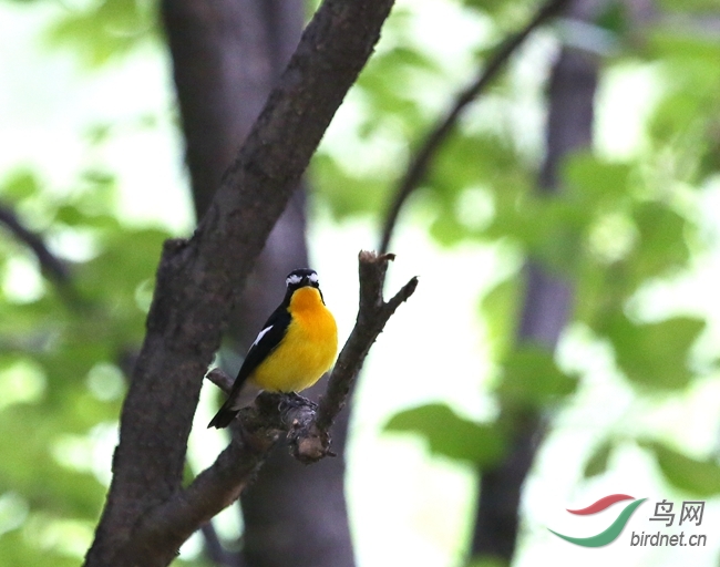 千呼万唤蛋黄鸟