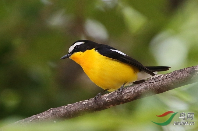 千呼万唤蛋黄鸟