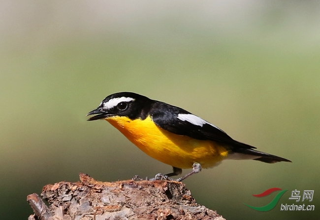 千呼万唤蛋黄鸟