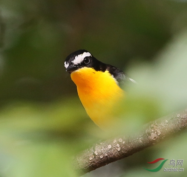 千呼万唤蛋黄鸟