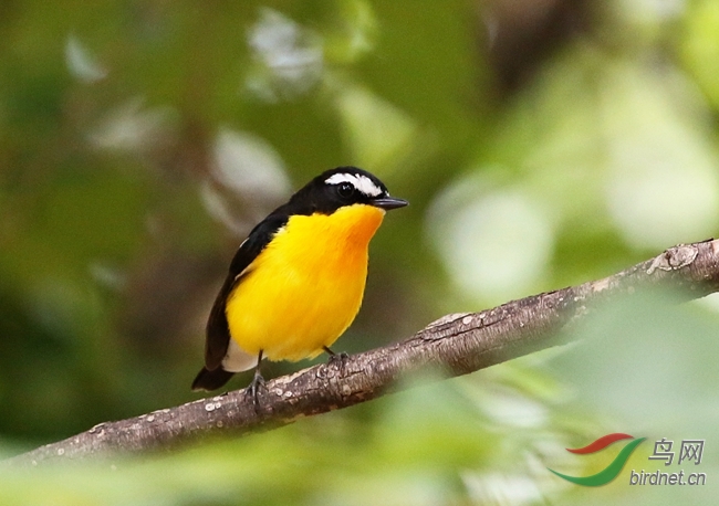 千呼万唤蛋黄鸟