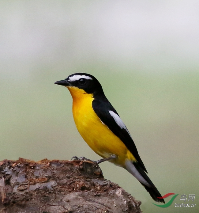 千呼万唤蛋黄鸟