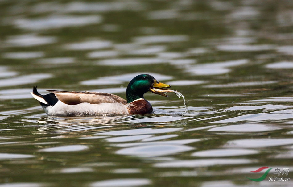 绿头鸭吃鱼