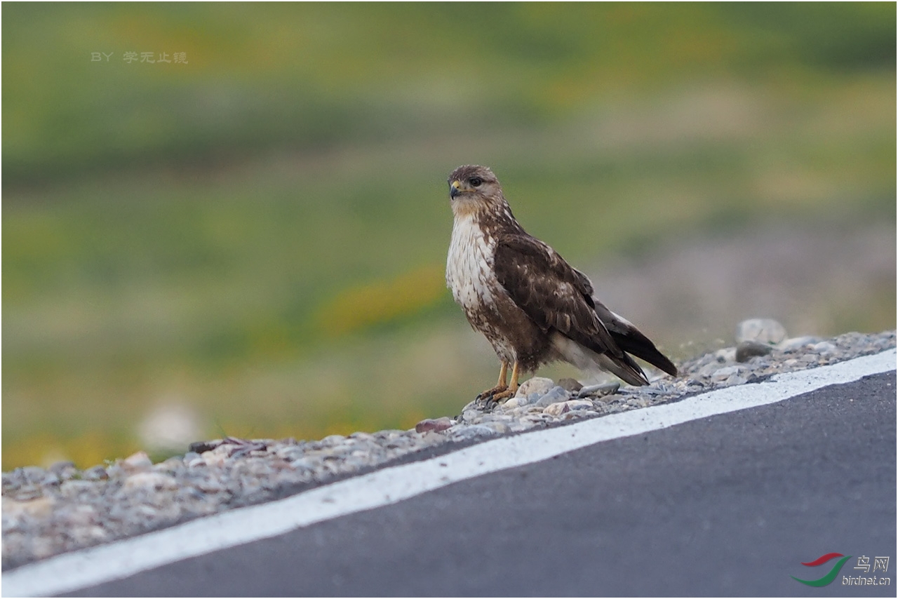 学无止镜 发表于 2014-6-16 20:43   矛隼老师和闻香客老师都很谦虚啊