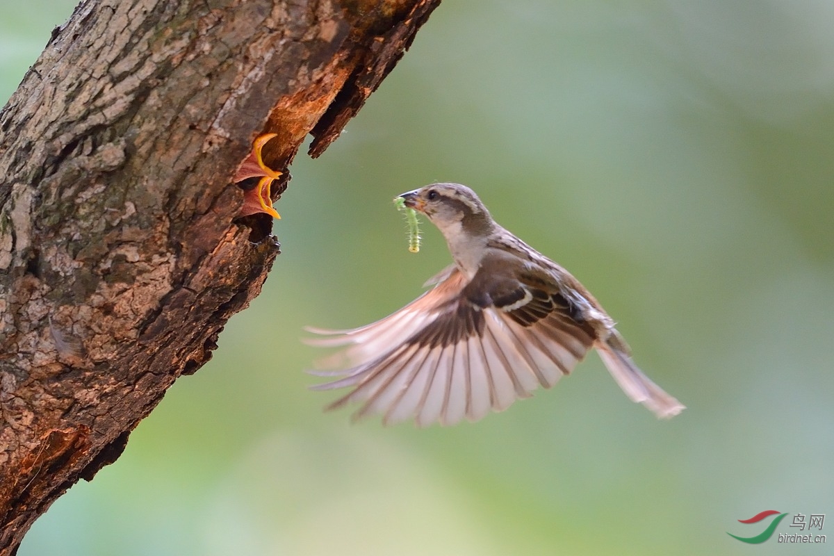 山麻雀幼鸟吃什么图片