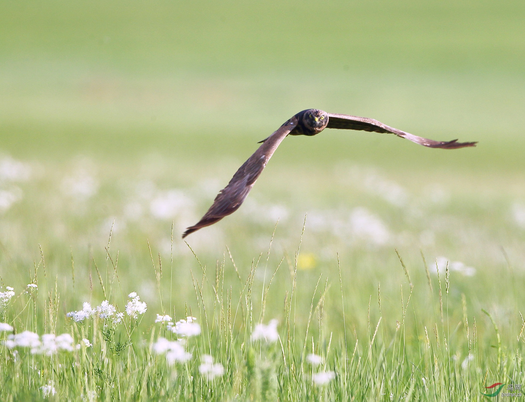 草原上的鸟儿在飞