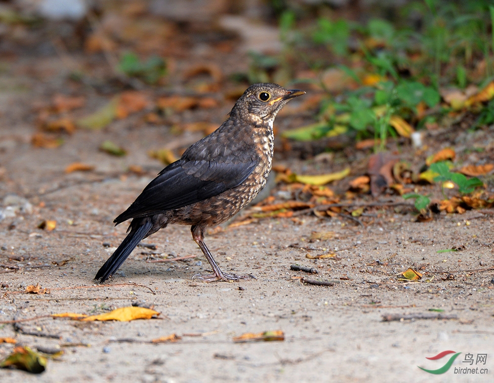 DSC_71510.jpg