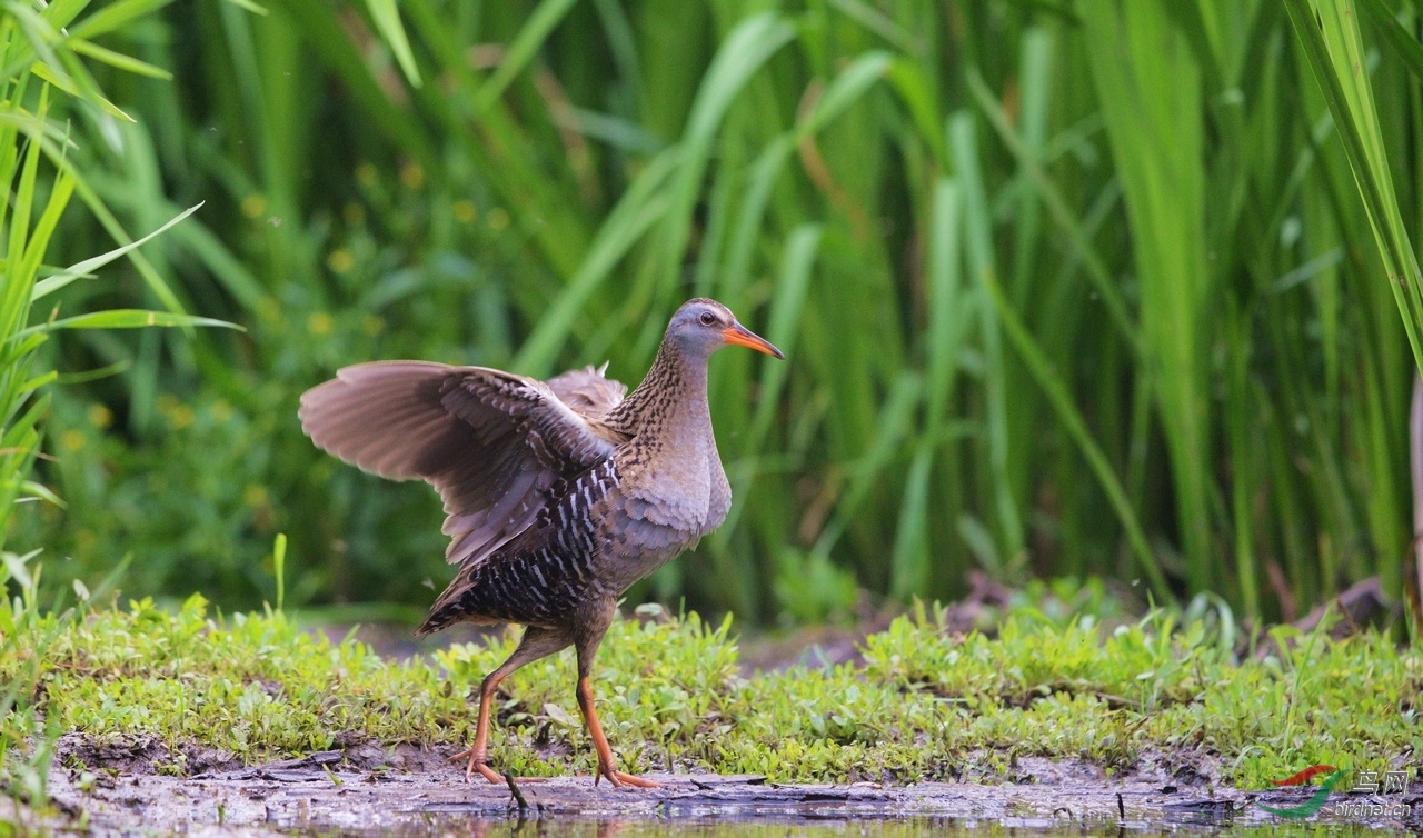普通秧鸡普通秧鸡
