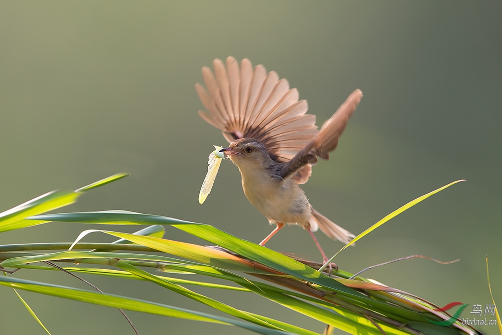 纯色山鹪莺褐头鹪莺
