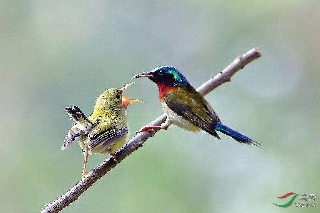 雌,雄太阳鸟哺育图