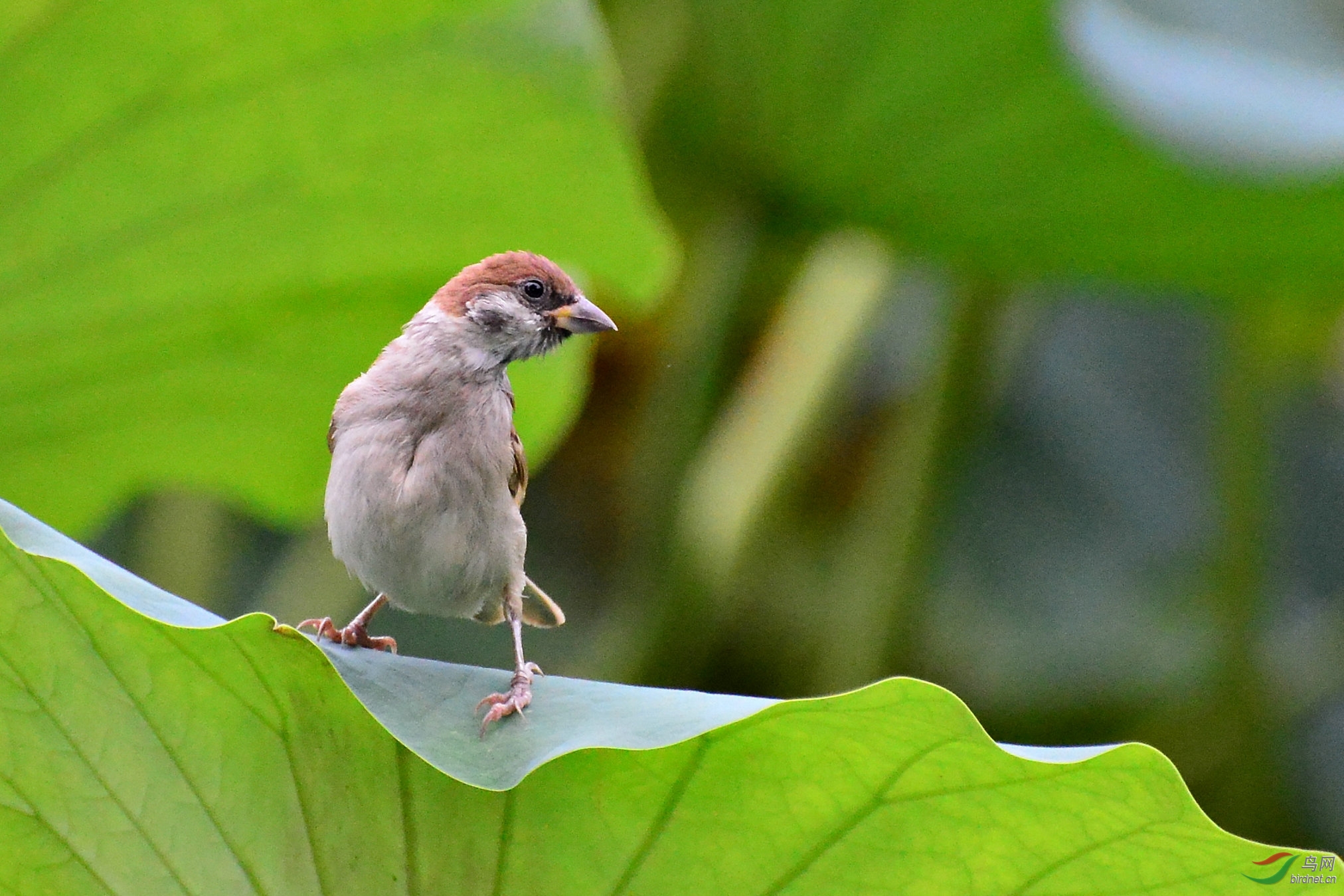 荷塘萌宠小家雀