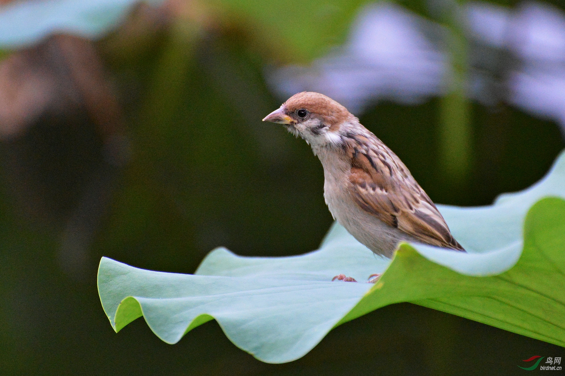 荷塘萌宠小家雀
