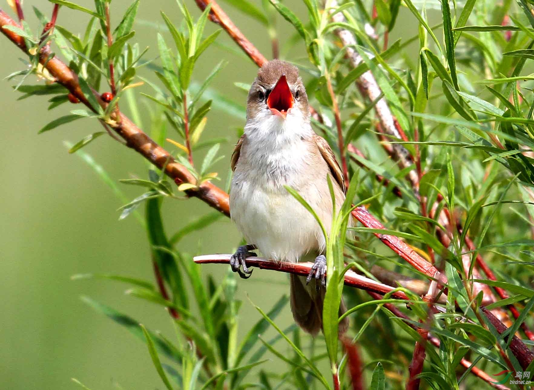 一组蒲苇莺近拍