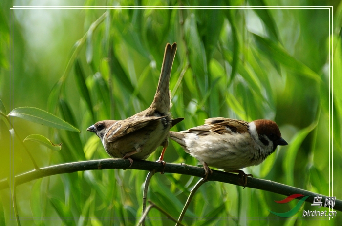 交配的麻雀生命的延续