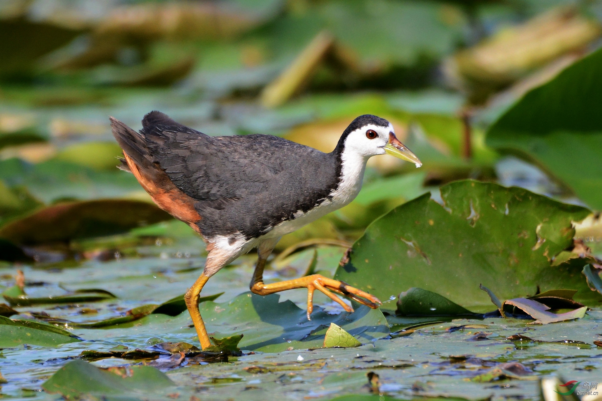 一组美丽的白胸苦恶鸟
