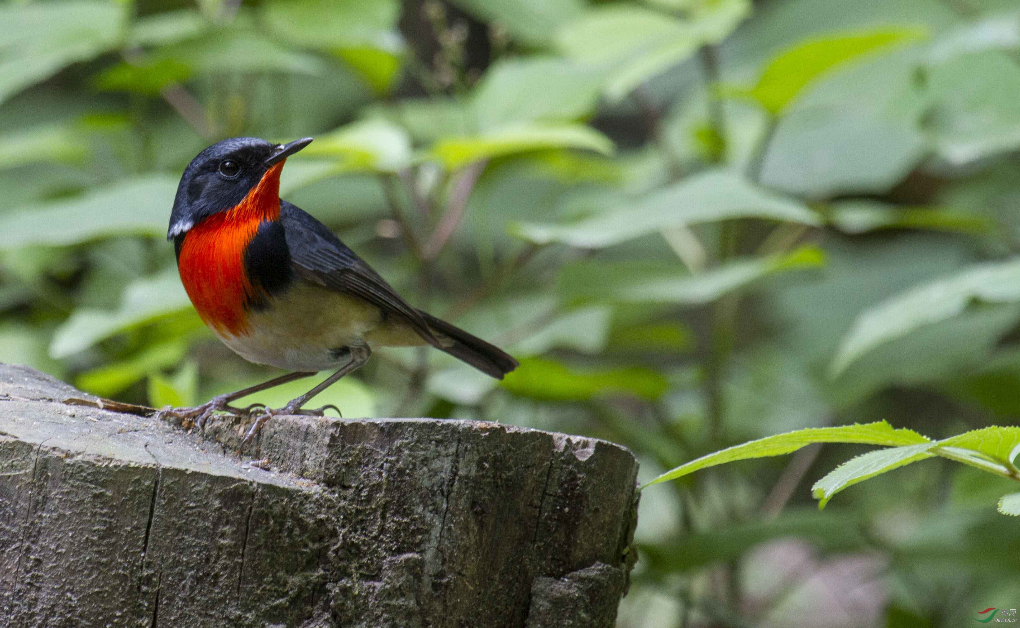 金胸歌鸲最美金胸歌鸲祝贺图1荣登鸟网首页每日精华版