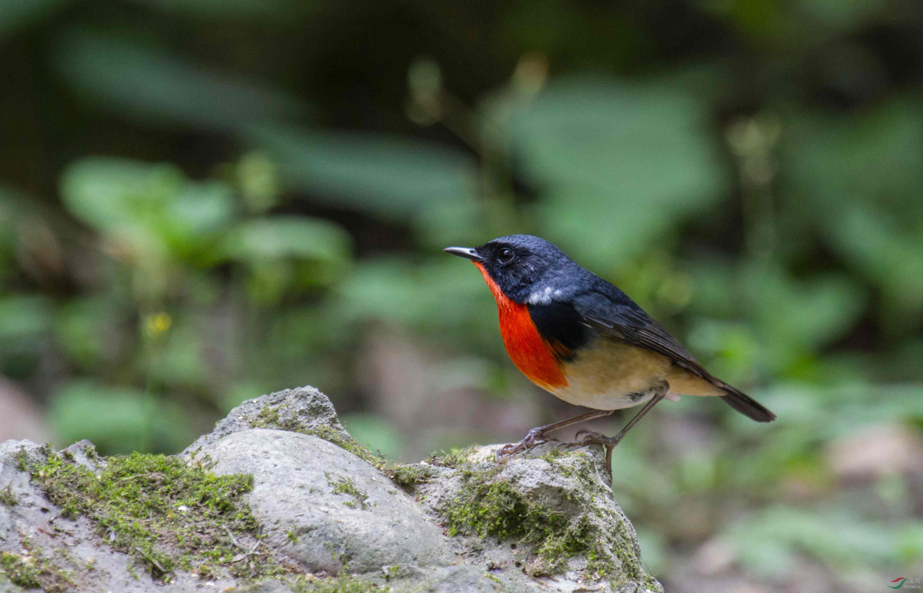 金胸歌鸲最美金胸歌鸲祝贺图1荣登鸟网首页每日精华版