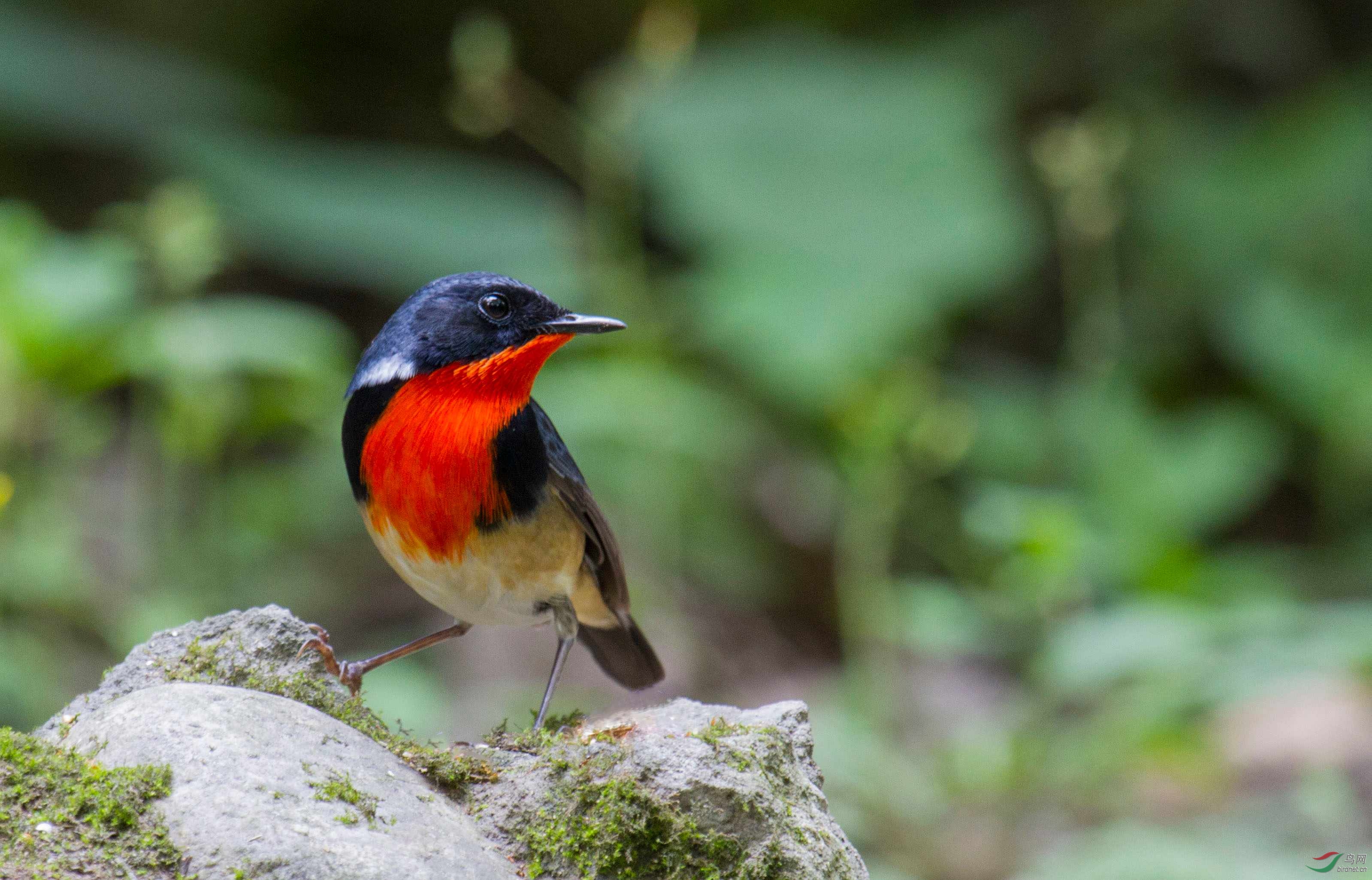 金胸歌鸲最美金胸歌鸲祝贺图1荣登鸟网首页每日精华版