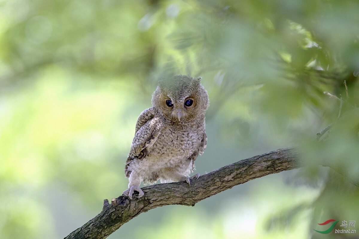 赏鸟——领角号