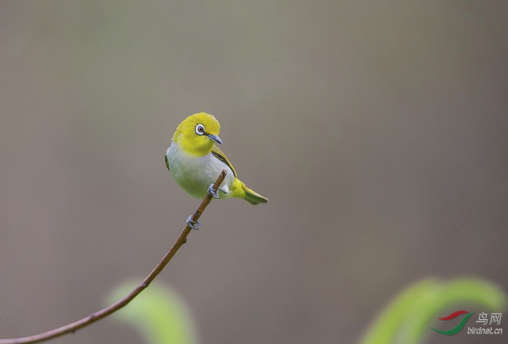 暗綠繡眼鳥暗綠繡眼鳥