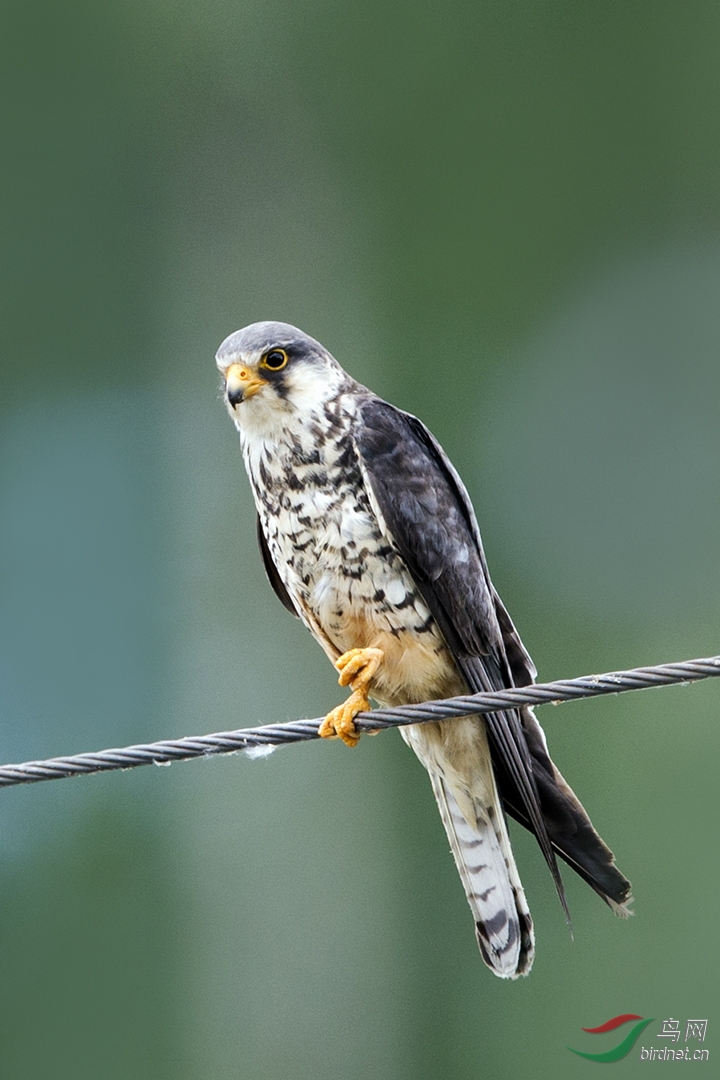 阿穆尔隼(呆版记录帖)