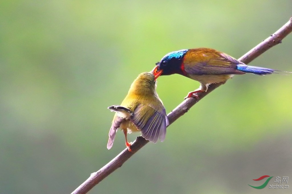 雌雄太阳鸟哺育图