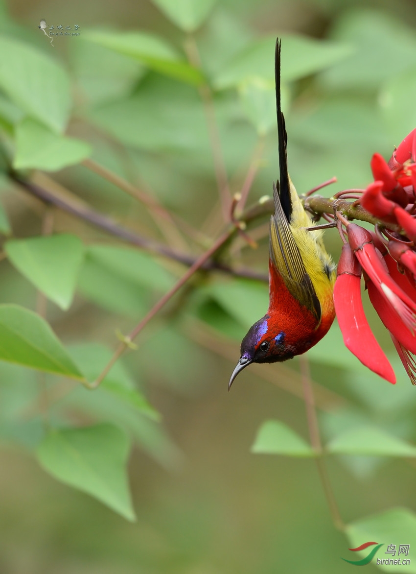 火红的花与火红的鸟