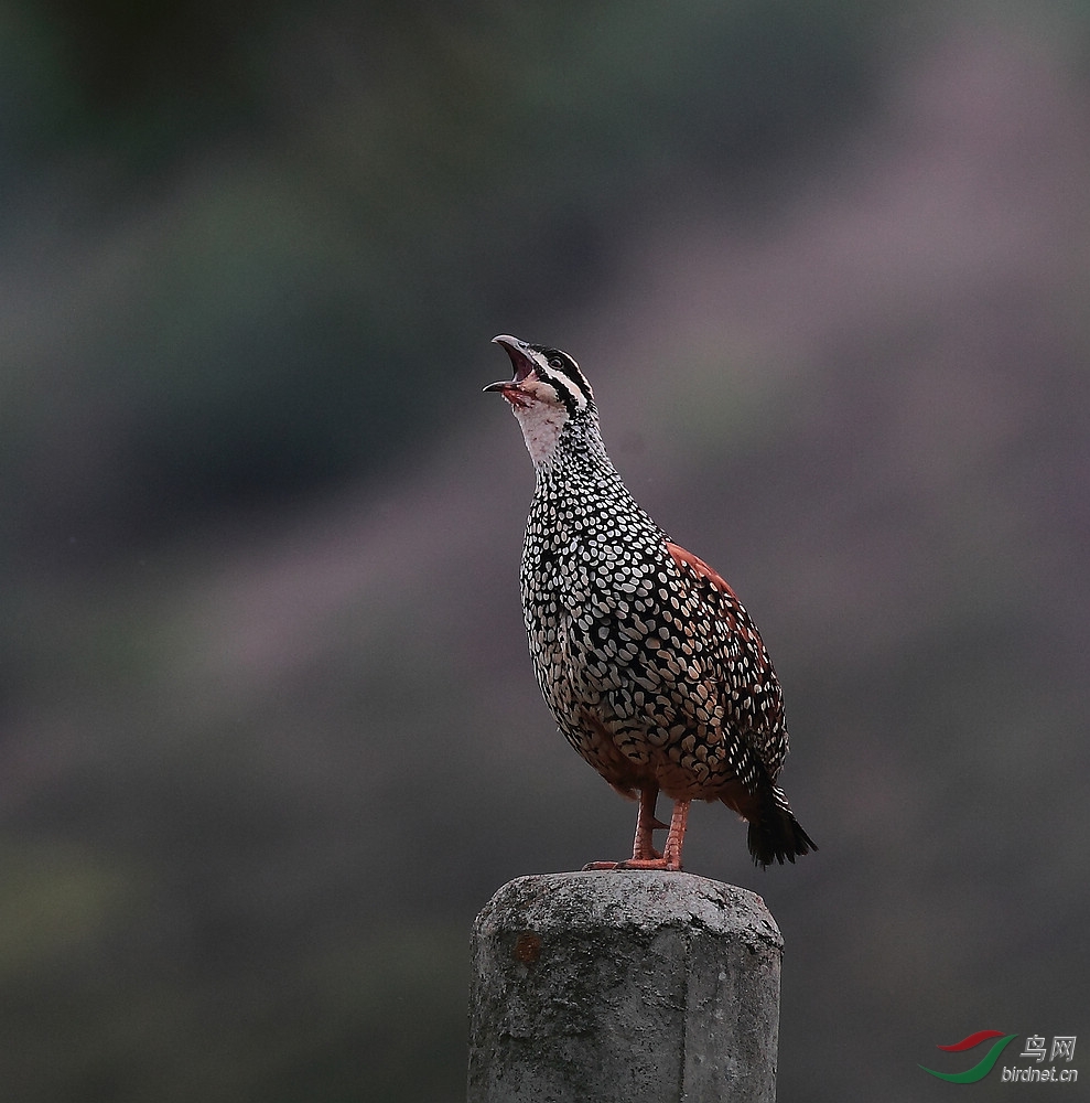 中華鷓鴣中華山鷓鴣祝賀圖6榮登鳥網首頁每日精華版