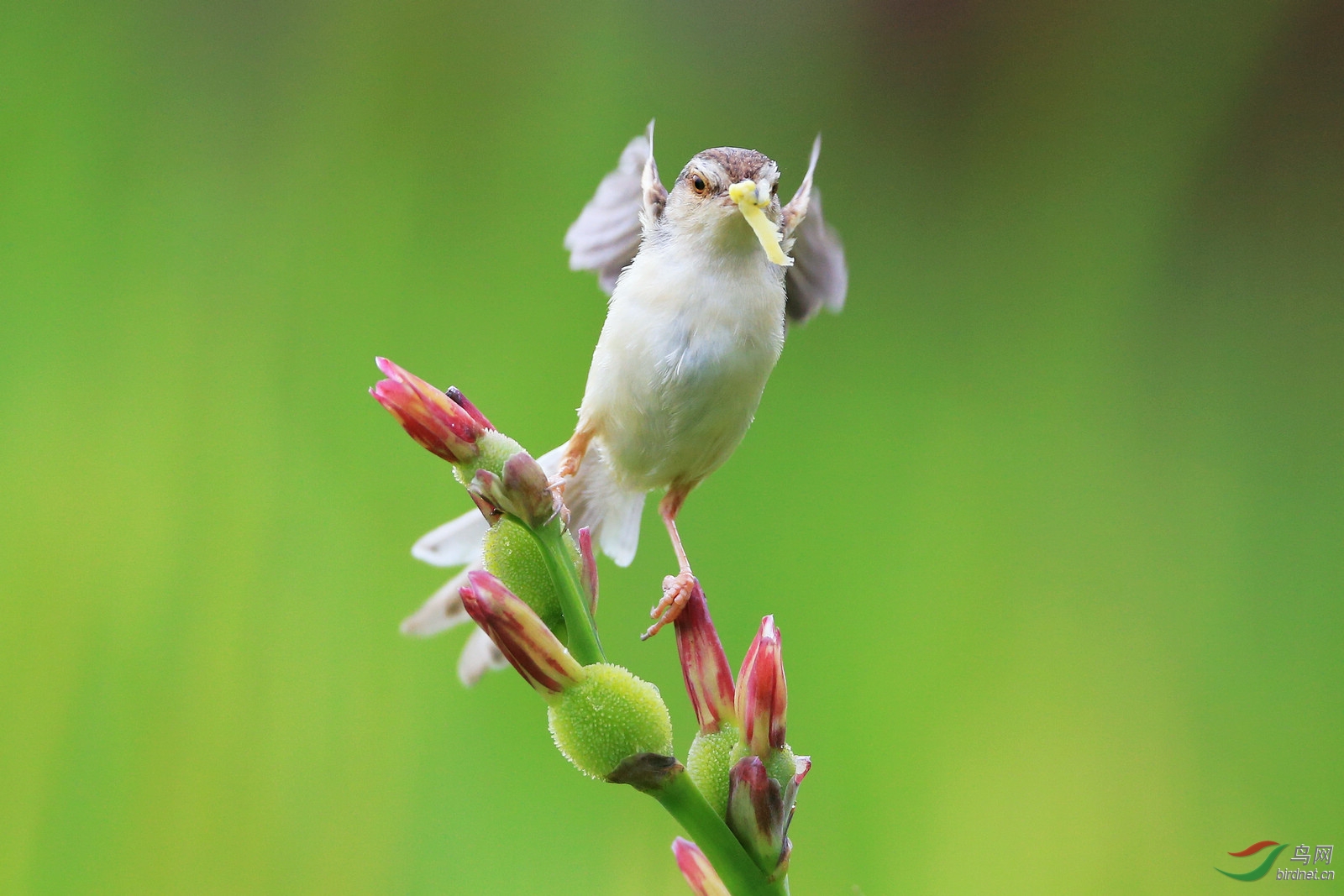 雨中的灰胸鹪莺
