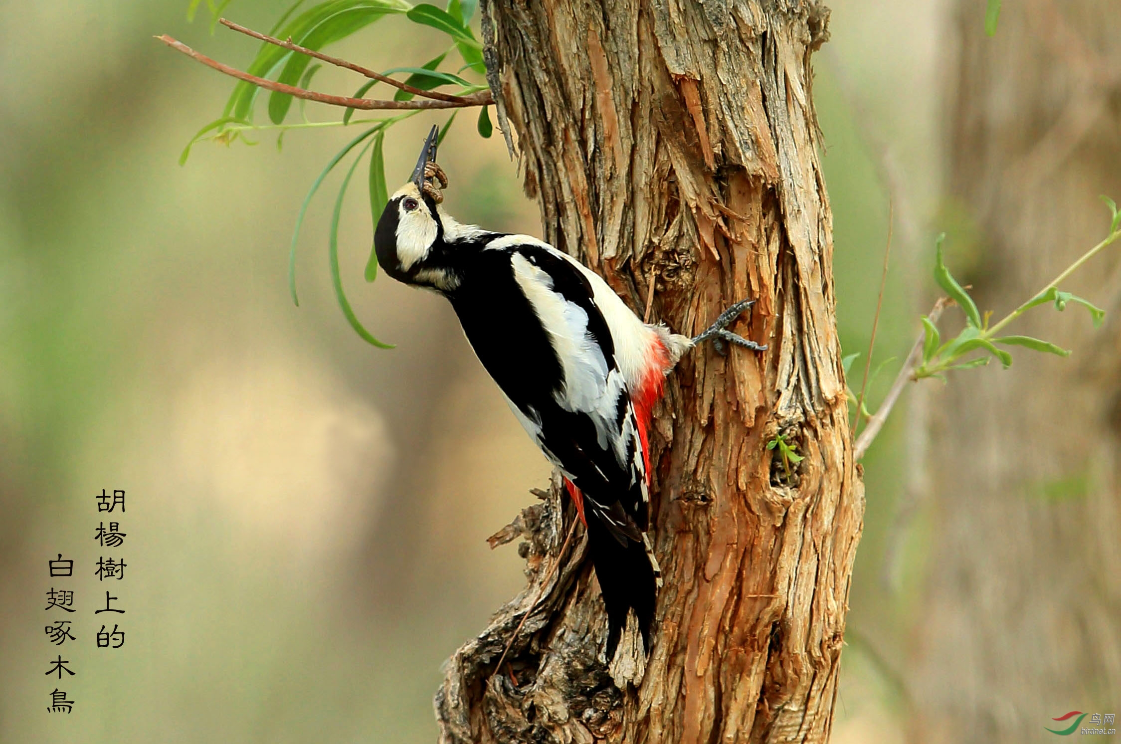 白翅啄木鸟胡杨树上的白翅啄木鸟