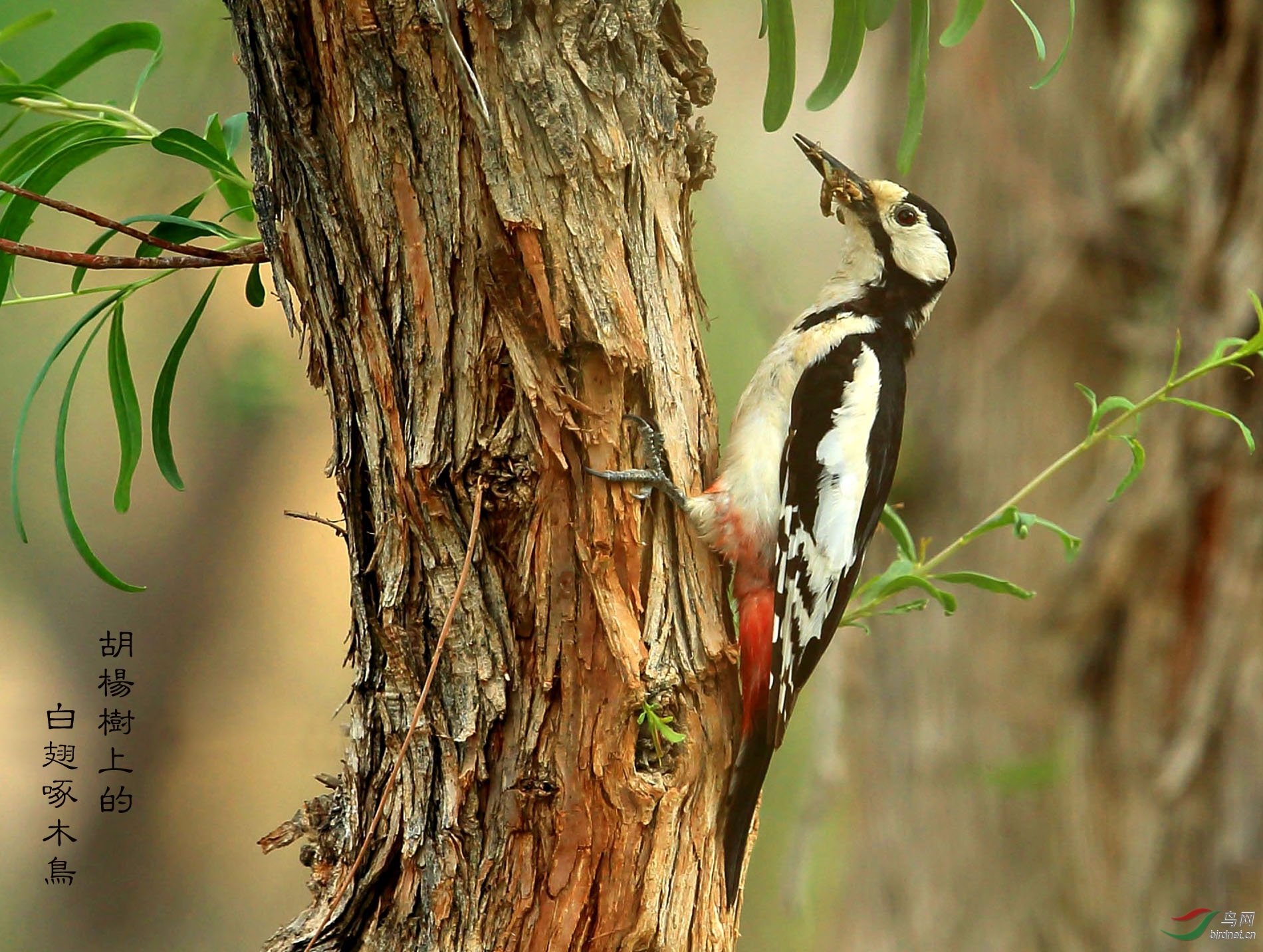 白翅啄木鸟胡杨树上的白翅啄木鸟