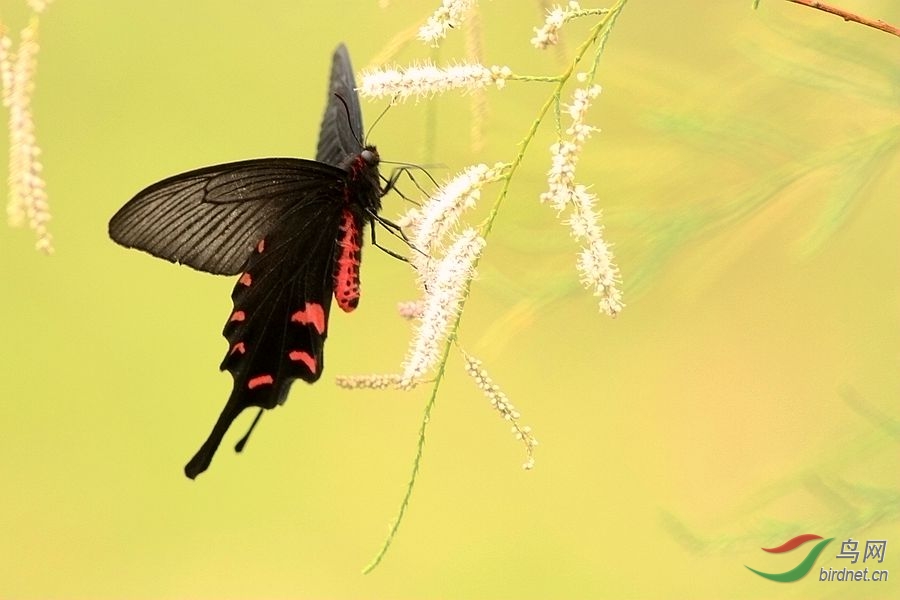 柽柳花上的凤蛾 - 昆虫与微距 鸟网