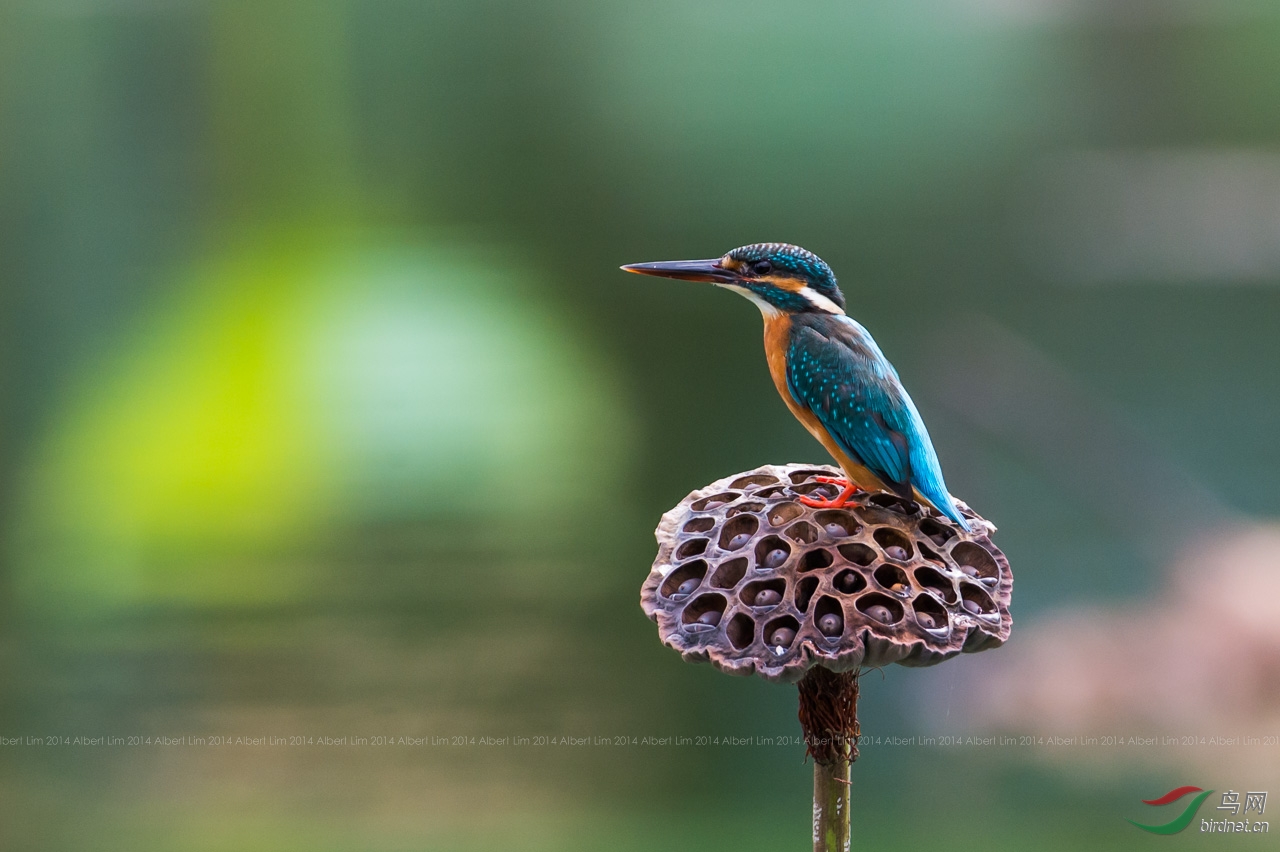 翡翠鸟越南拍摄