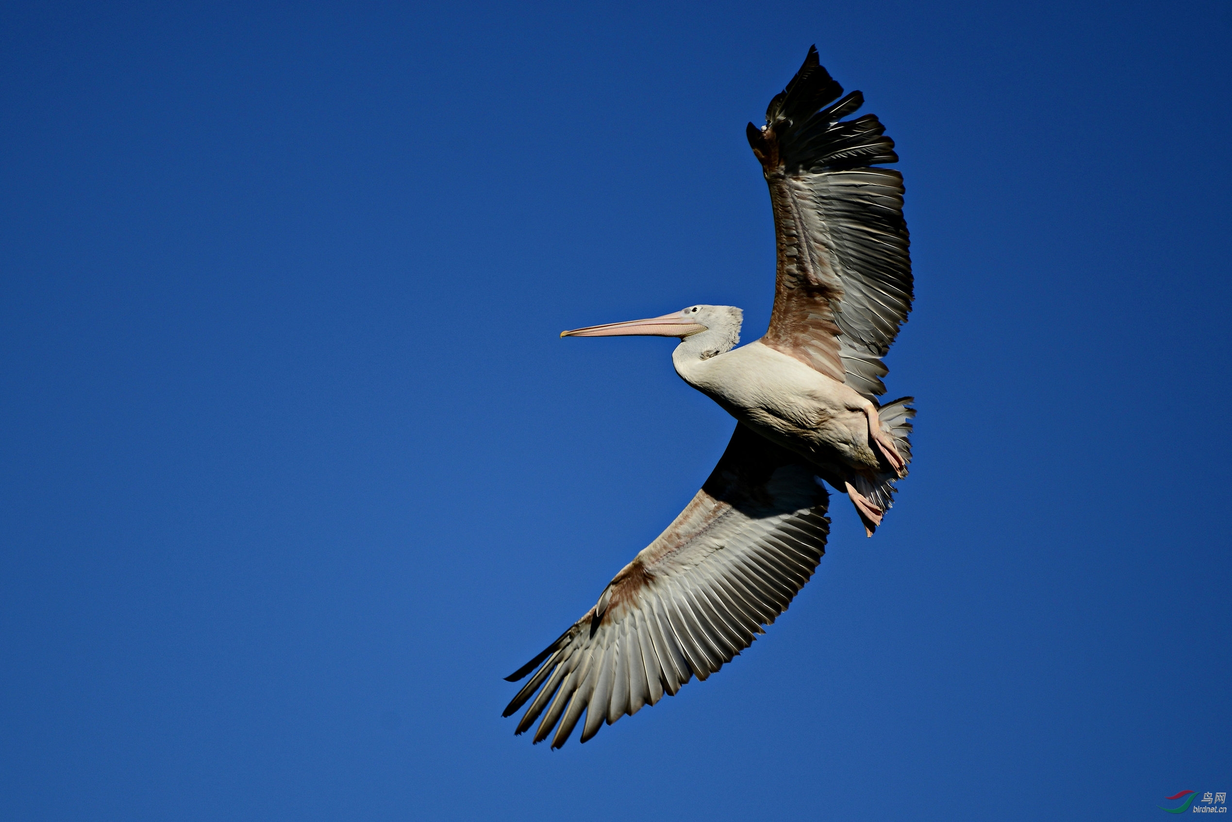 蓝天飞侠大鹈鹕