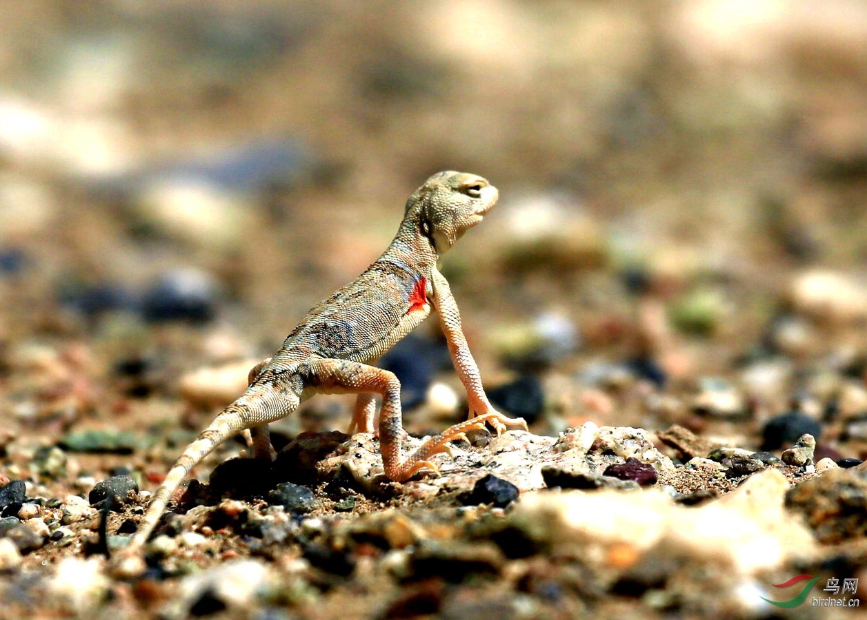 小动物也可爱-叶城沙蜥